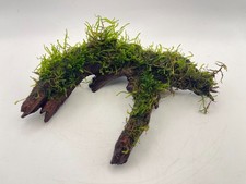 Java Moss on Bogwood 15-20cm