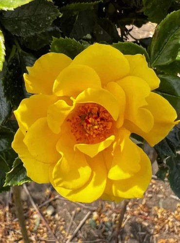 Gold flower power standard - power,