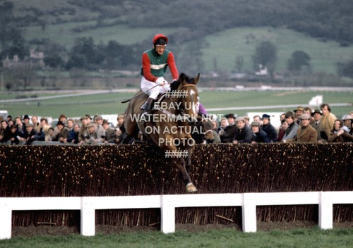 Little owl 1981 gold cup - 1981,