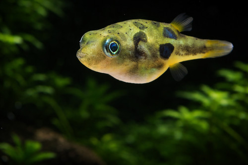 Indian dwarf pea pufferfish - dwarf,