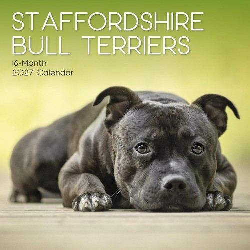 Staffordshire bull terrier dog - terrier,