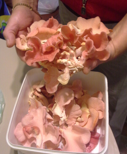 Pink oyster mushroom spores - pink,