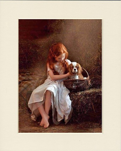 Cavalier king charles - cavalier, spaniel