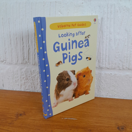 Looking after guinea pigs - looking,