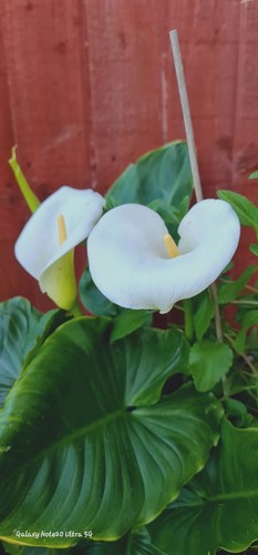 Calla lily zantedeschia - calla, lily(zantedeschia