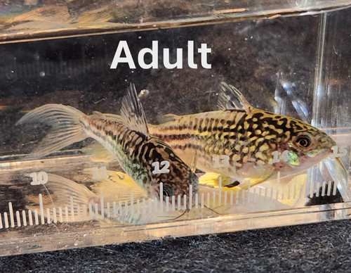 Napoensis corydoras - , --
