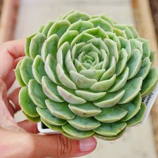 Echeveria Onslow 10cm Big Plant - Yellow in Winter Succulent