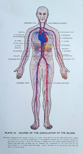 Human anatomy blood - human,