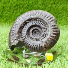 Hildoceras ammonite UK fossil