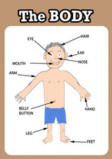 Body Poster Kids Learning A4