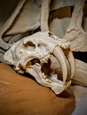 3D Printed Saber Tooth Tiger
