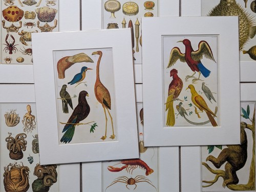 Antique nature print matted - antique,