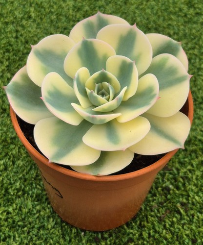 Echeveria compton carousel - echeveria, 'compton