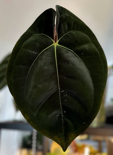 Anthurium x - anthurium, dressleri)