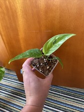 Monstera Obliqua Napo