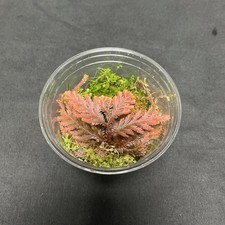Selaginella SP Malaysia/Bronze