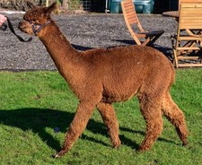 Alpaca leg & neck Fleece 100%