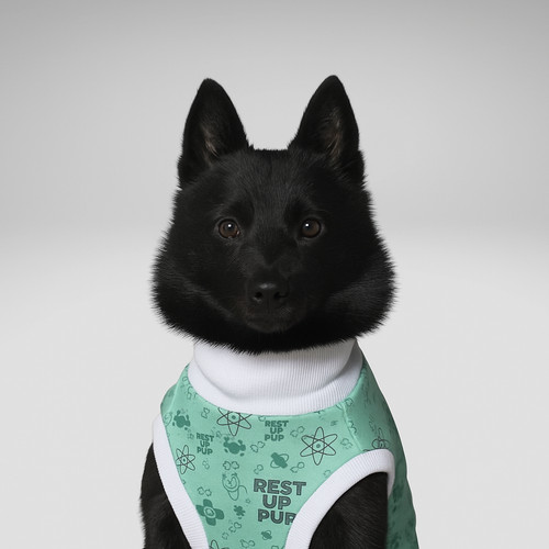 Schipperke dog surgery - schipperke, |