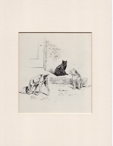 Jack russell terrier - jack, cats