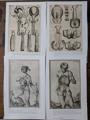 Antique anatomical book plate - antique,