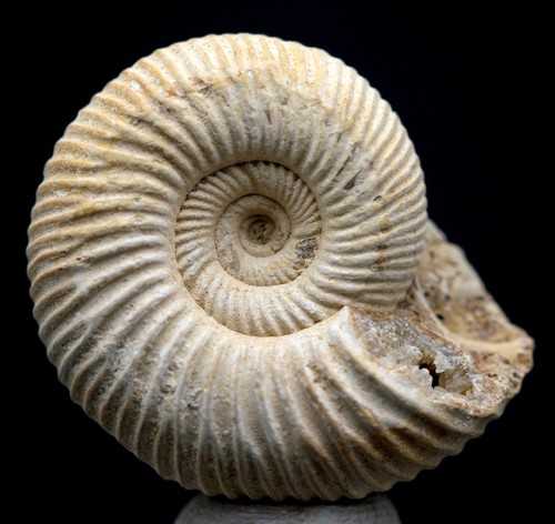 Ammonite fossil specimen - fossil,