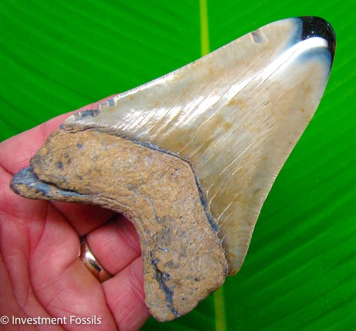 Megalodon shark tooth - tooth, 4.21”