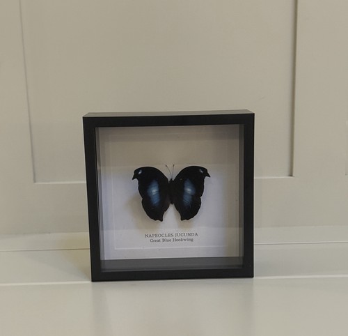 Butterfly box frame - in,