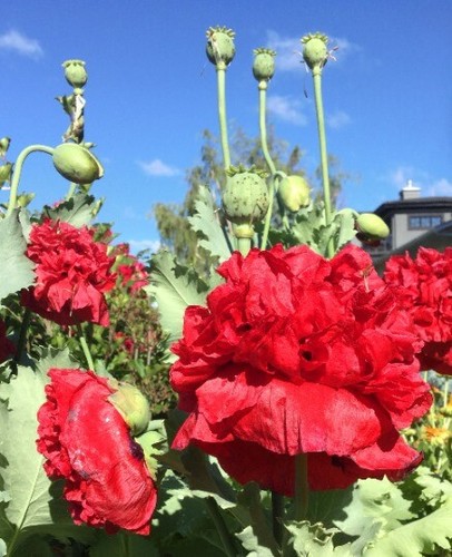 100 seeds red peony - peony, poppy
