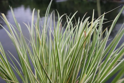 Clumps variegated dwarf - variegated,