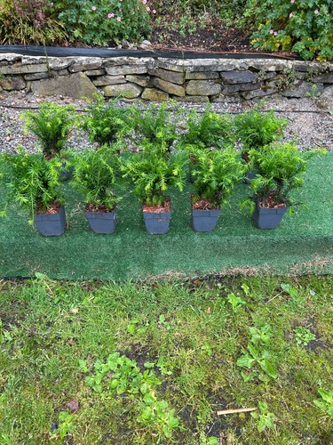 British yew hedging - 10,