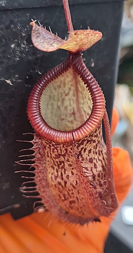 Nepenthes hamata tenuis - x,