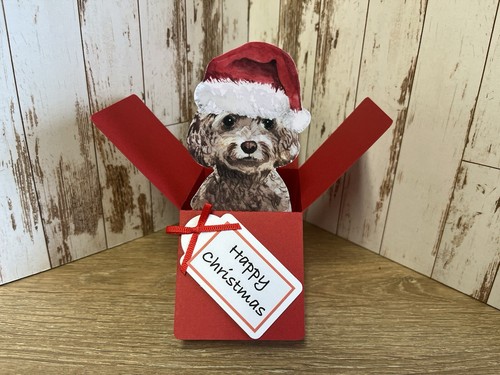 Christmas chocolate cockapoo - chocolate,