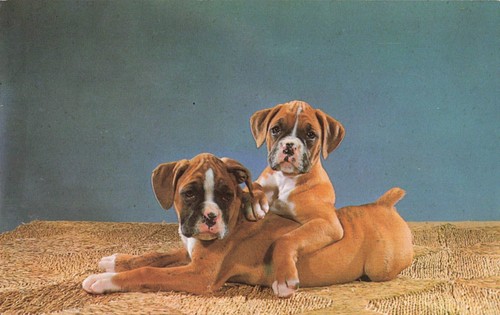 Postcard dog purebred boxer - dog,