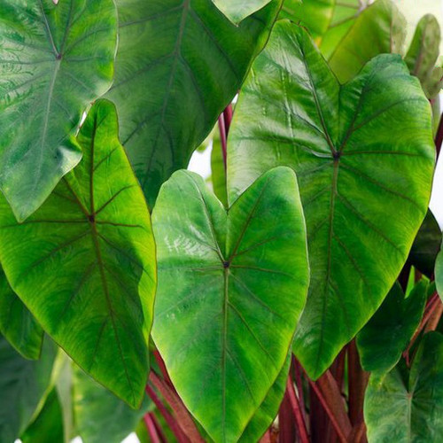 Colocasia esculenta pink - esculenta, 'pink