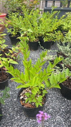 Large litre pot green stem - large,