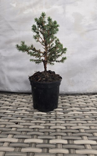 Pine bonsai tree - pine,