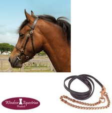 Windsor hand showing bridle - windsor, in-hand