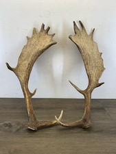 Taxidermy Large Pair of Fallow Deer Antlers