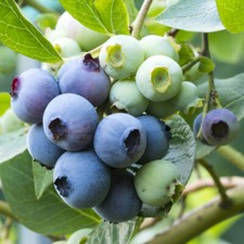 Fruit Bush, Blueberry New Hanover Plant, 9cm Pot, Early Cropper, Sweet Berries