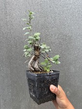Cascade Hawthorn Bonsai Tree