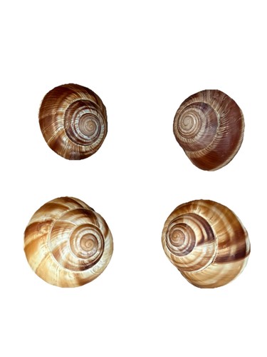 Lot natural sea snail - lot, of