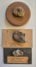 3 Ammonites On Old Display Boards