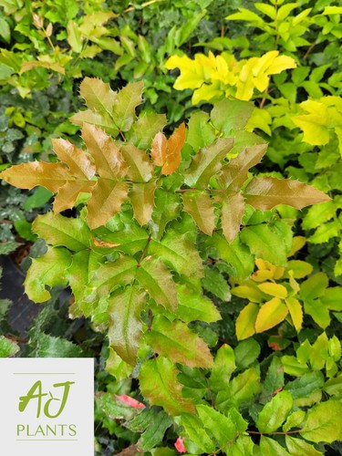 Mahonia aquifolium oregon - mahonia,
