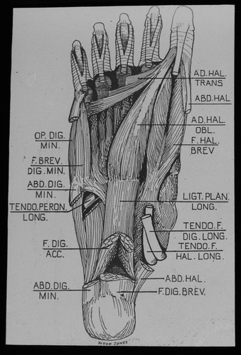 Magic lantern slide human - slide,