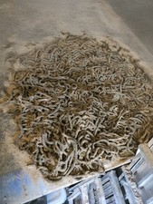 Frozen Black Lugworm 10 Packs