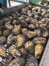 CLEANED AND GRADED FODDER BEET