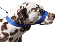 Blue Dog Lead Stops dogs
