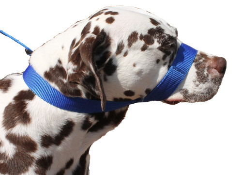 Blue dog lead stops - blue,