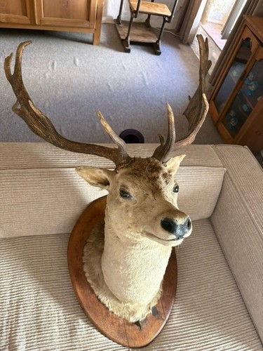 Taxidermy stag deer head - head,