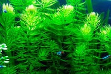 6x Hornwort Ceratophyllum Demersum Oxygenating Aquatic Plant